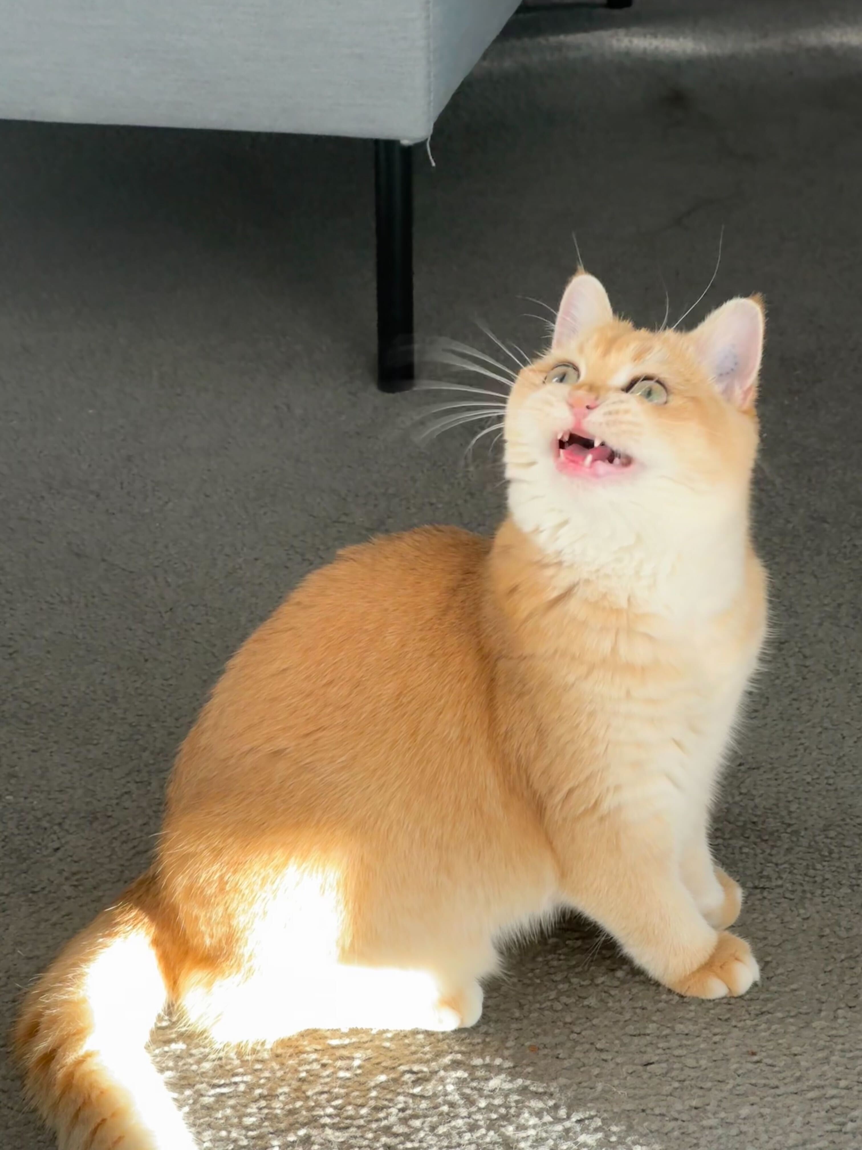 Cat Photo 1