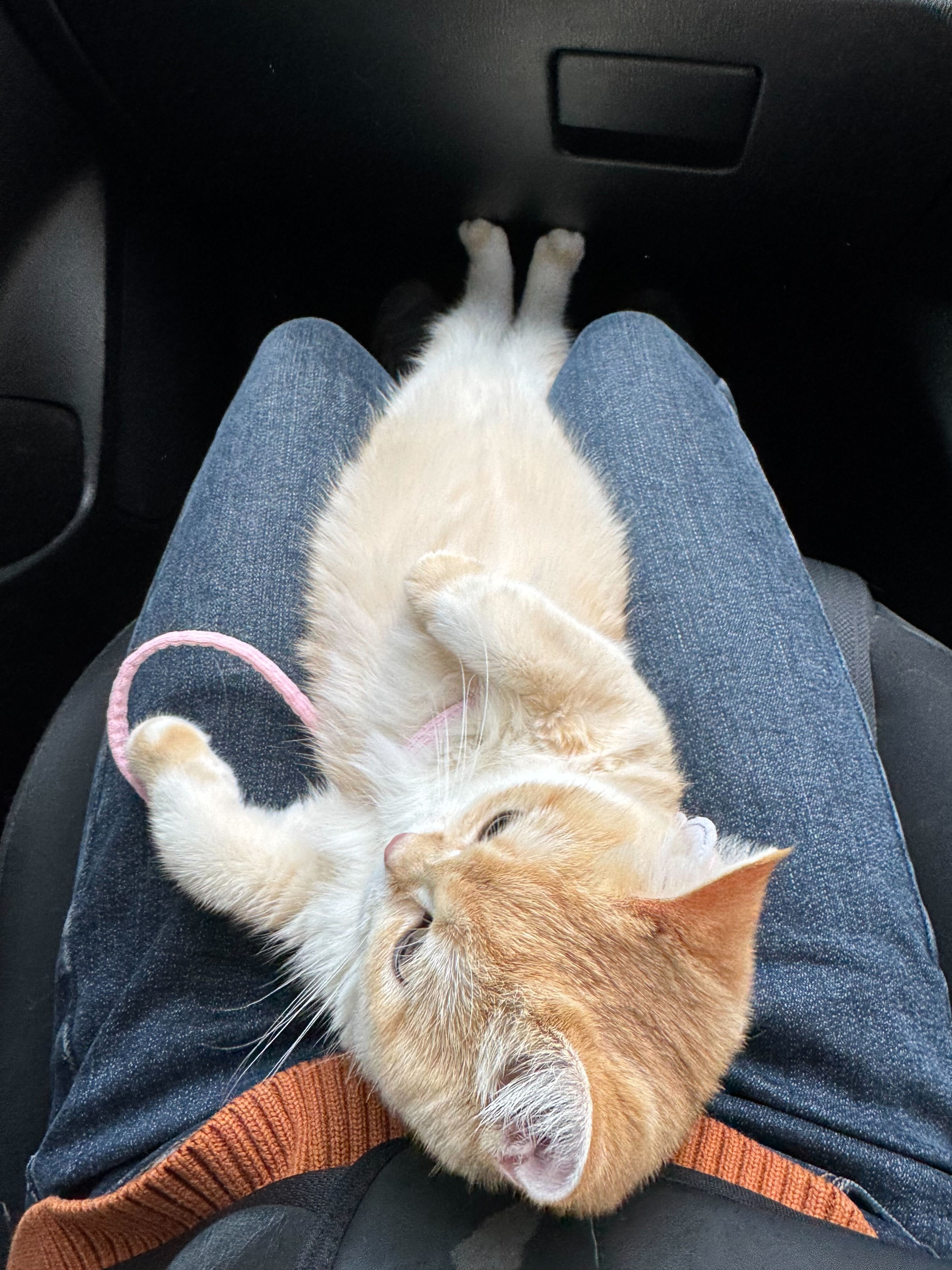 Cat Photo 3