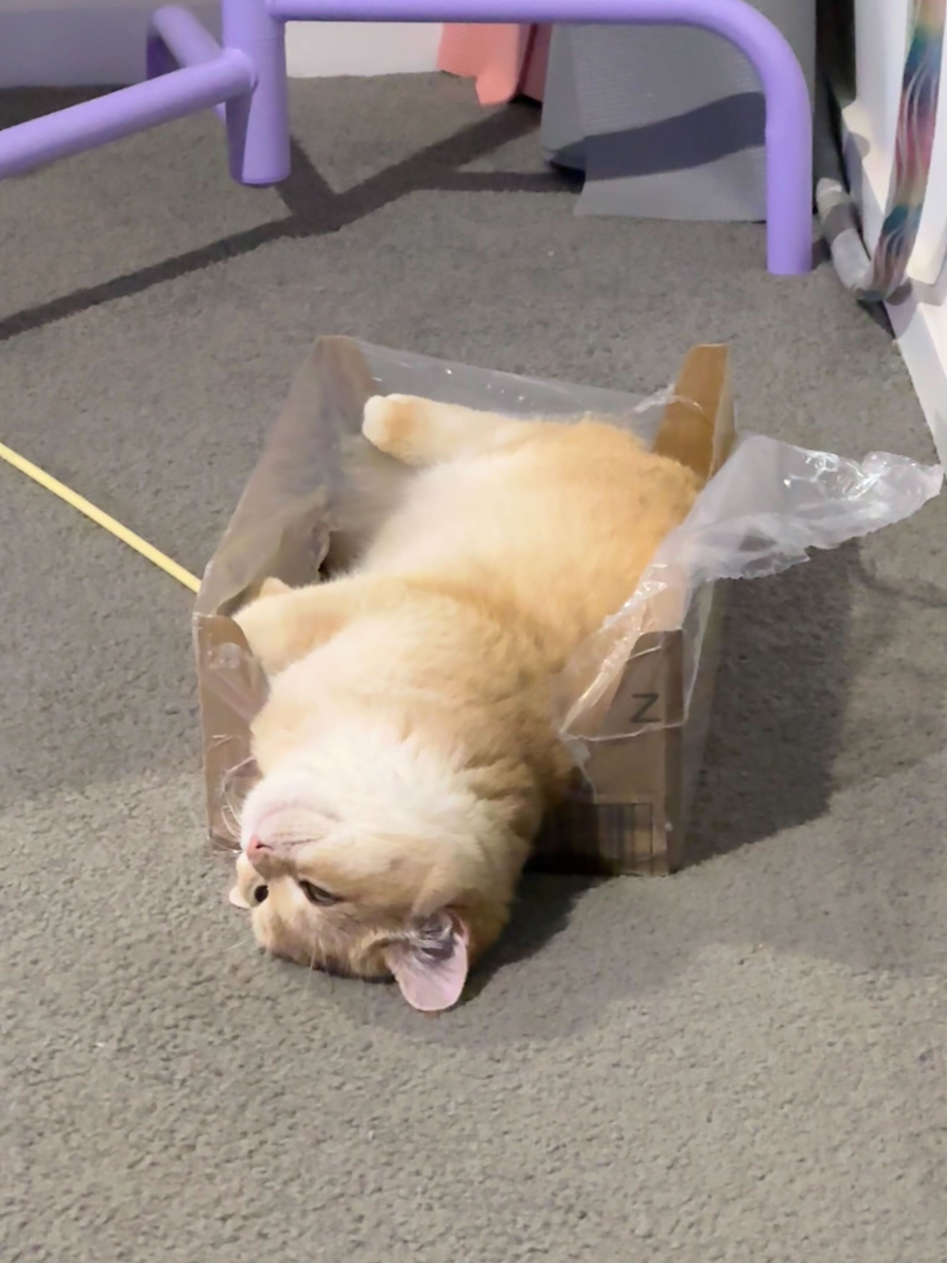 Cat Photo 4