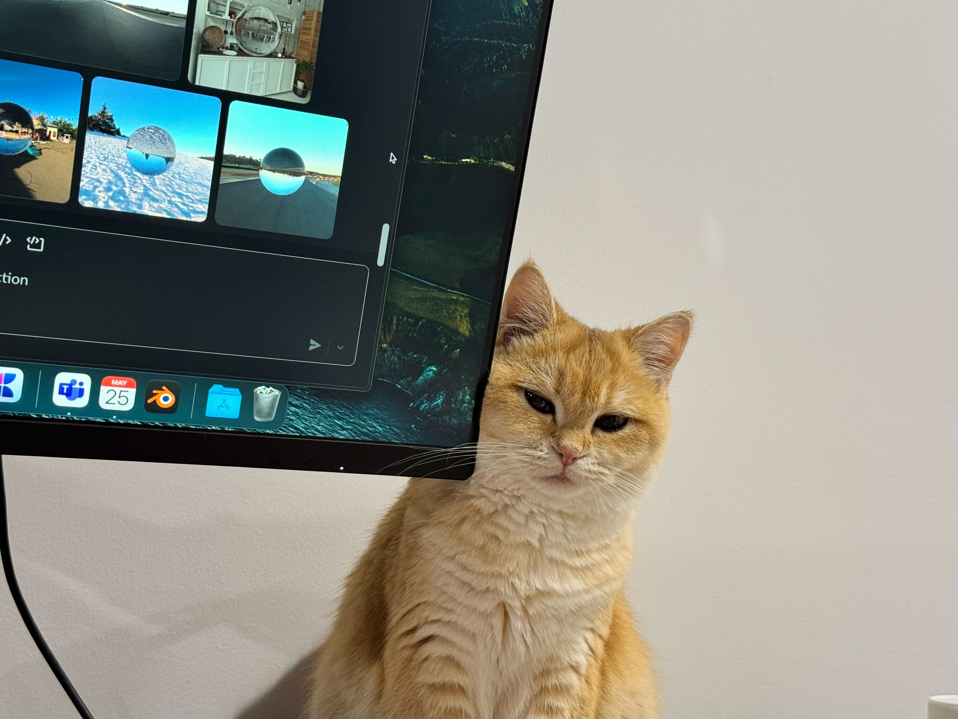 Cat Photo 5