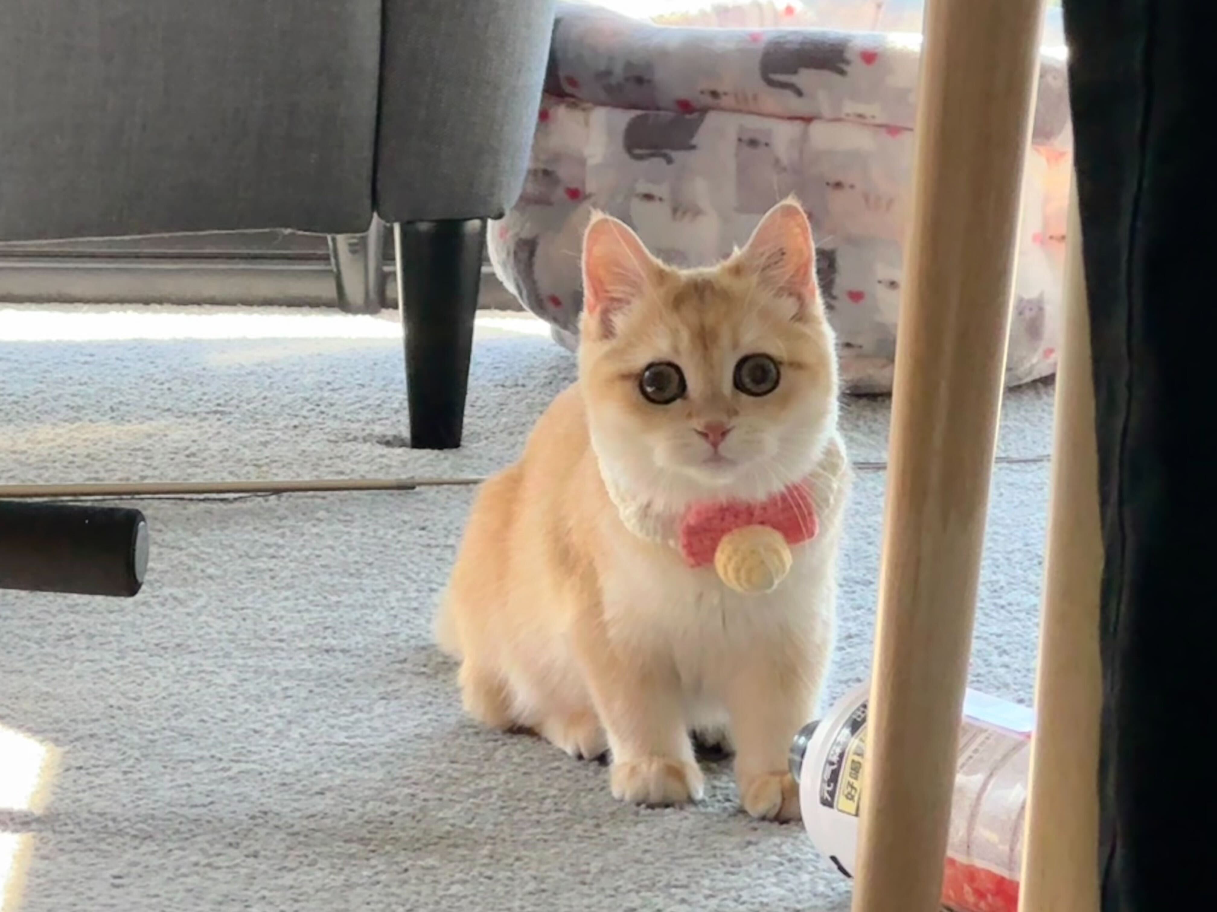 Cat Photo 6