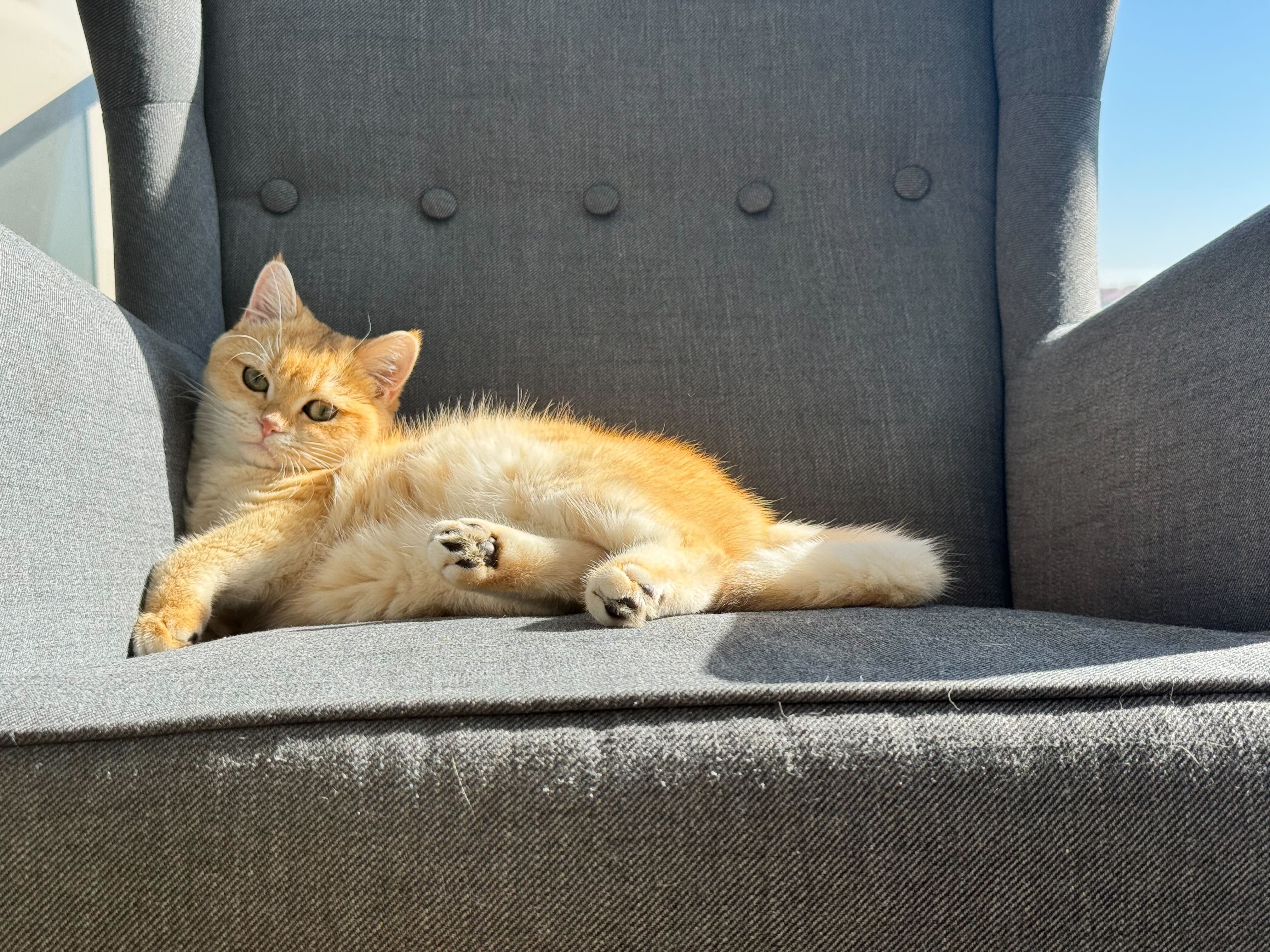 Cat Photo 7