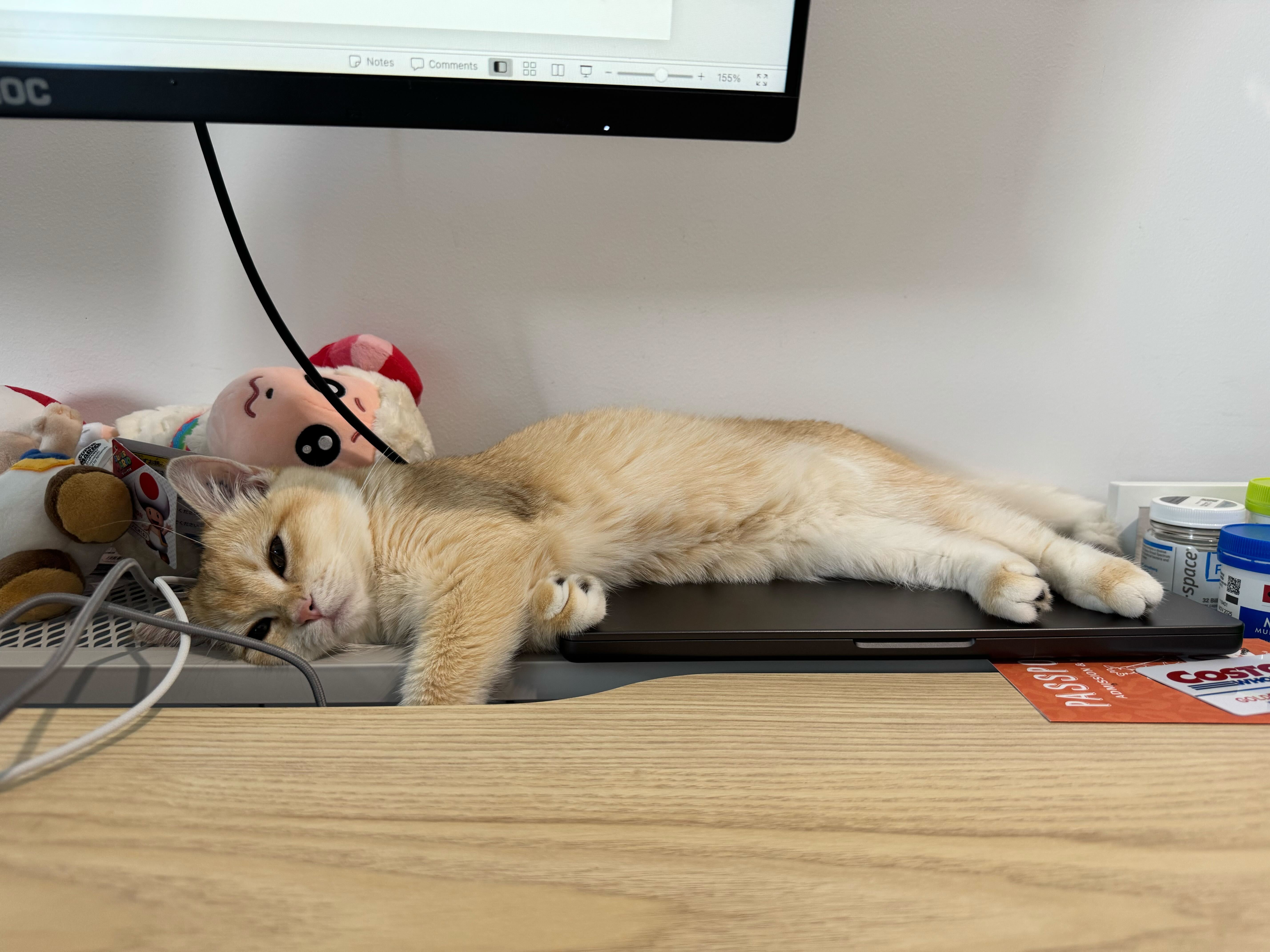 Cat Photo 8